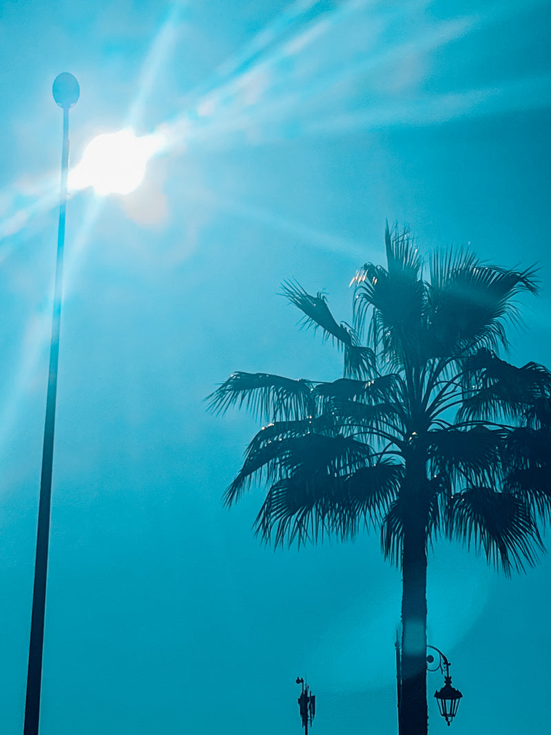 Palmboom en blauwe lucht